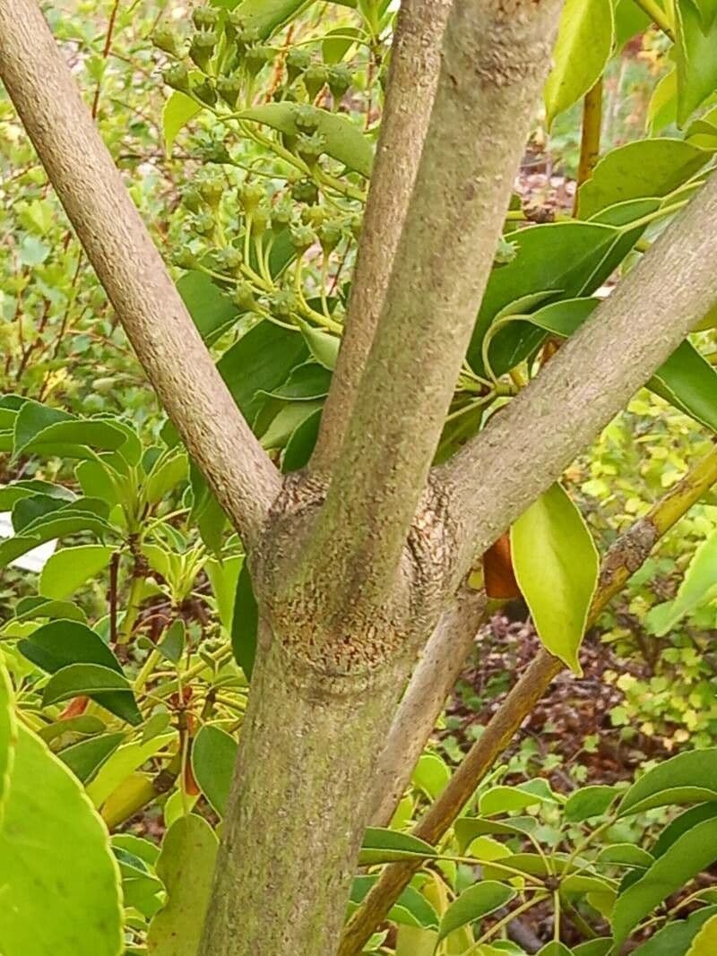 Trochodendron 24