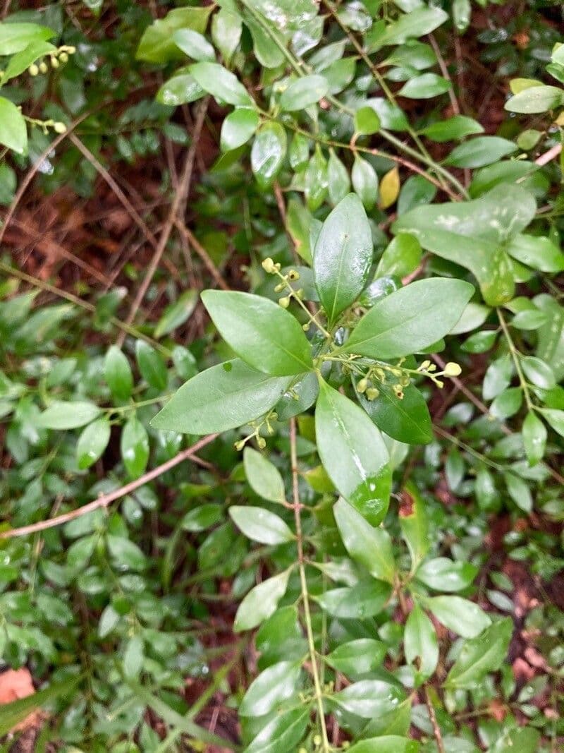 Chiococca alba 16