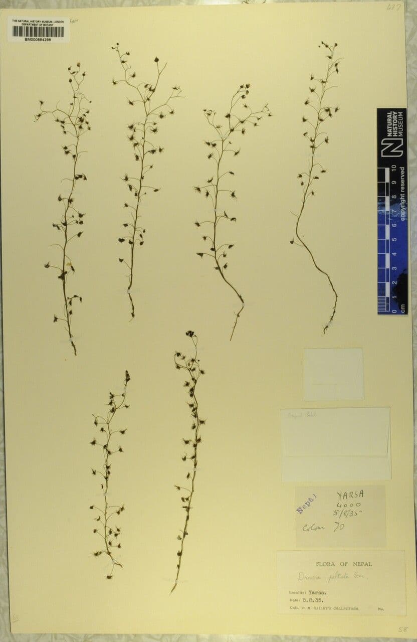 Drosera peltata 7