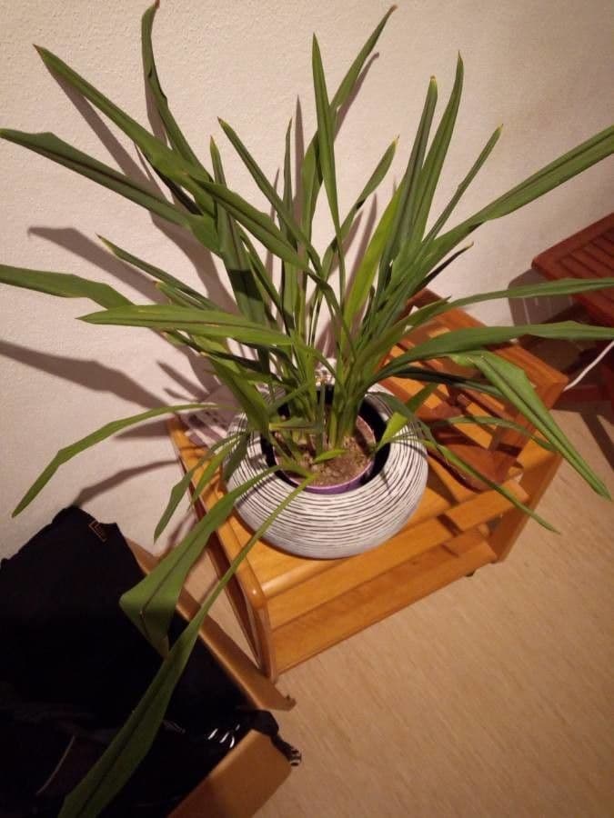 Citronella 8