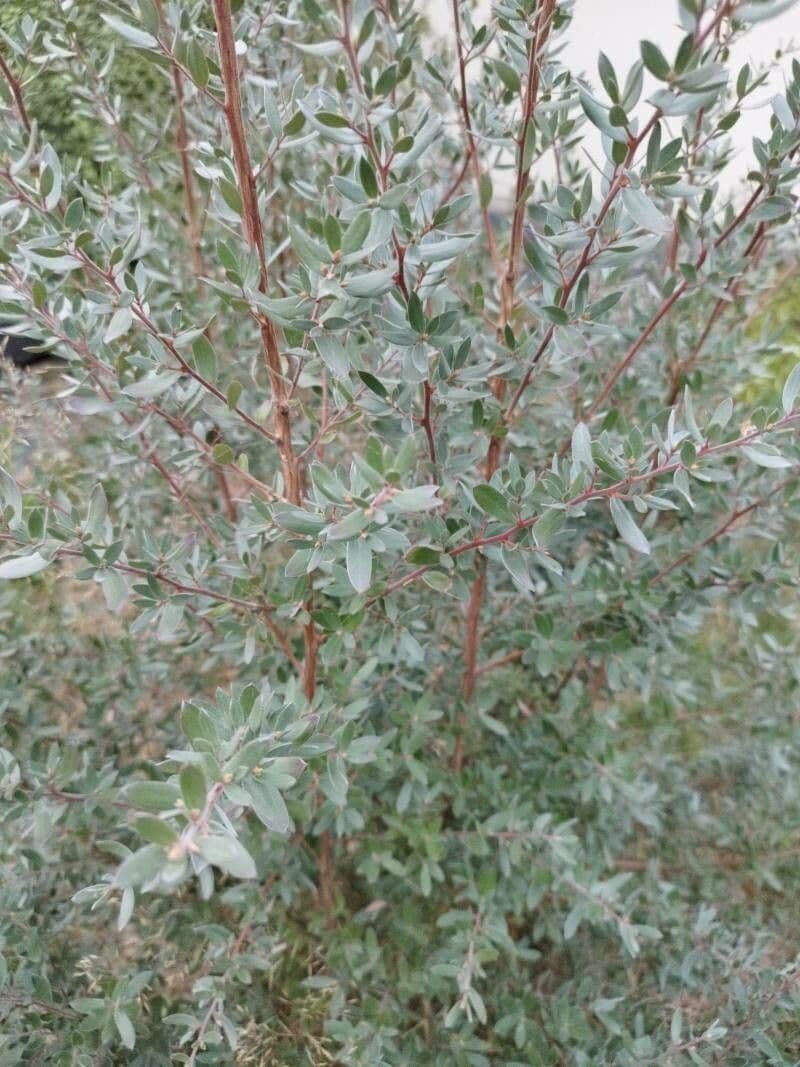 Wolliges Teebaum 9