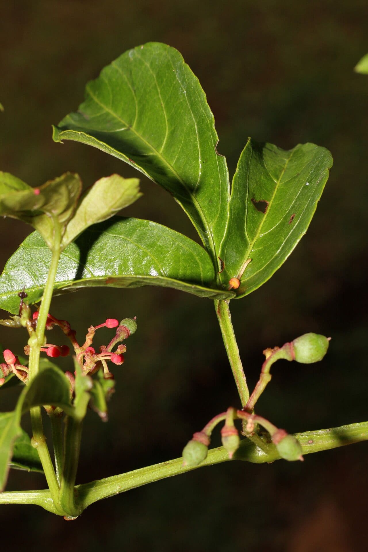 Cissus alato 2
