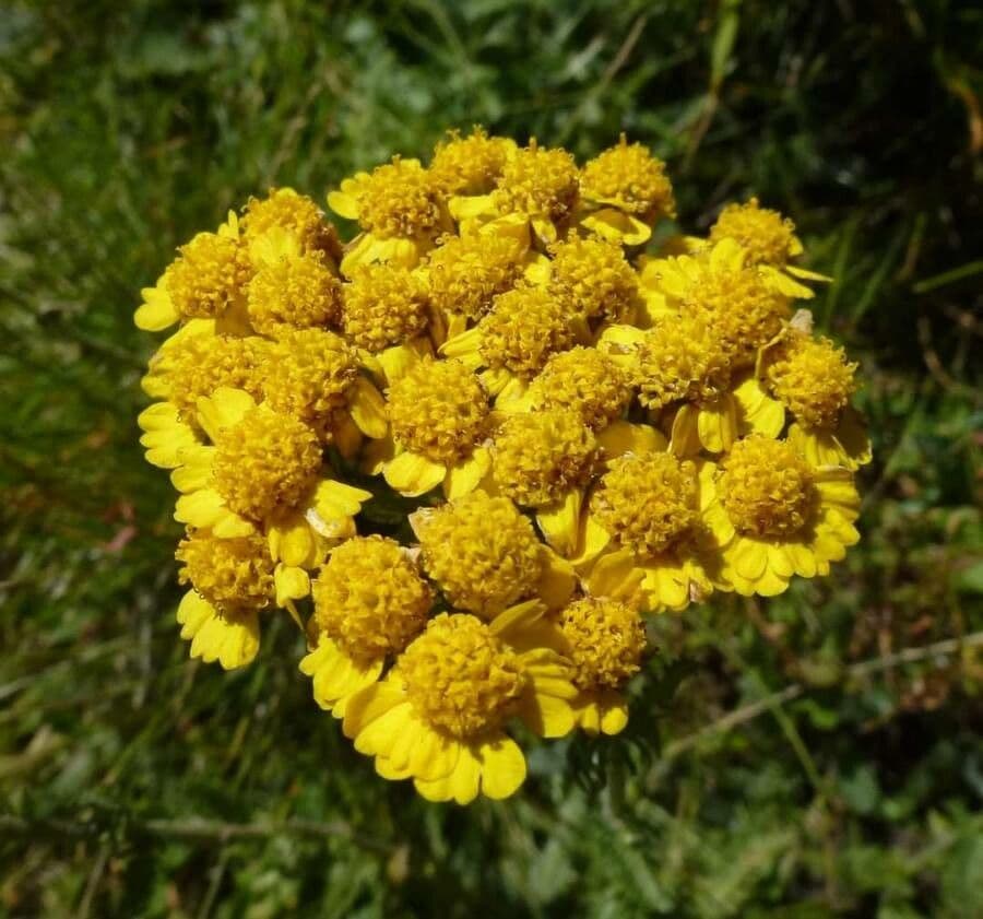 Achillea 2