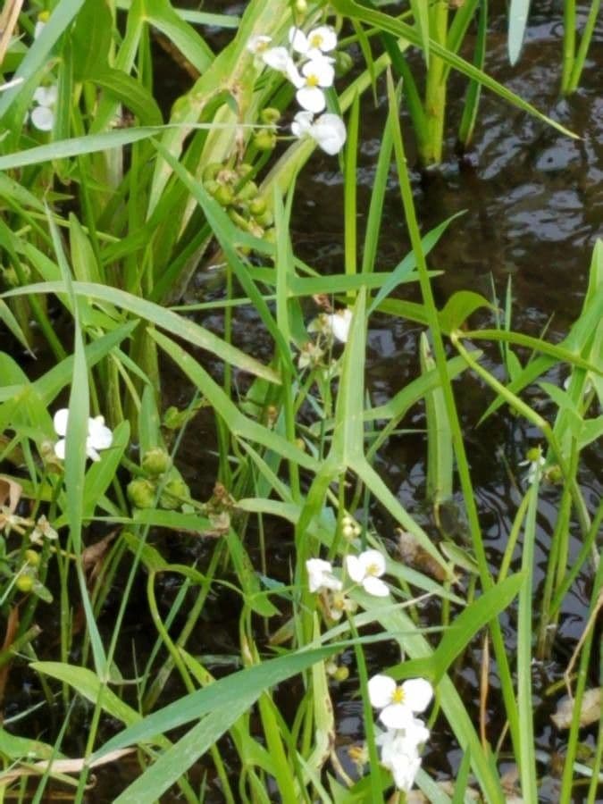 Sagittaria graminea 3