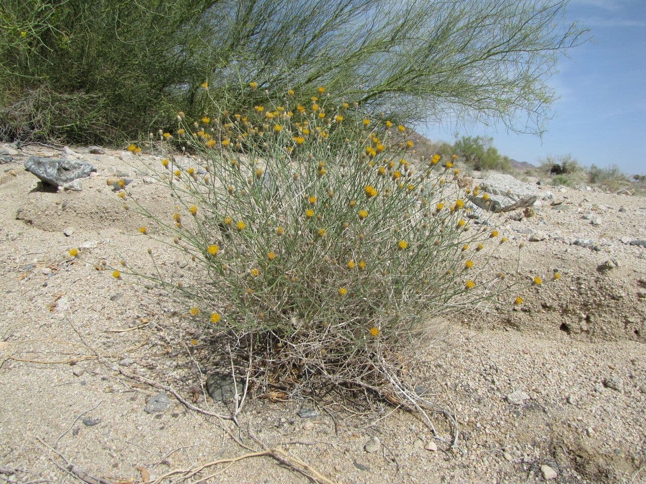 Bebbia juncea 11