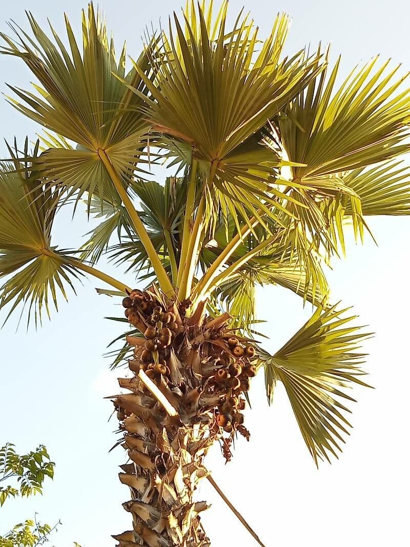 Palma cukrowa 19