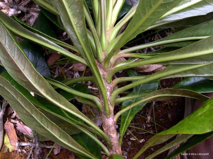 Apiopetalum 7
