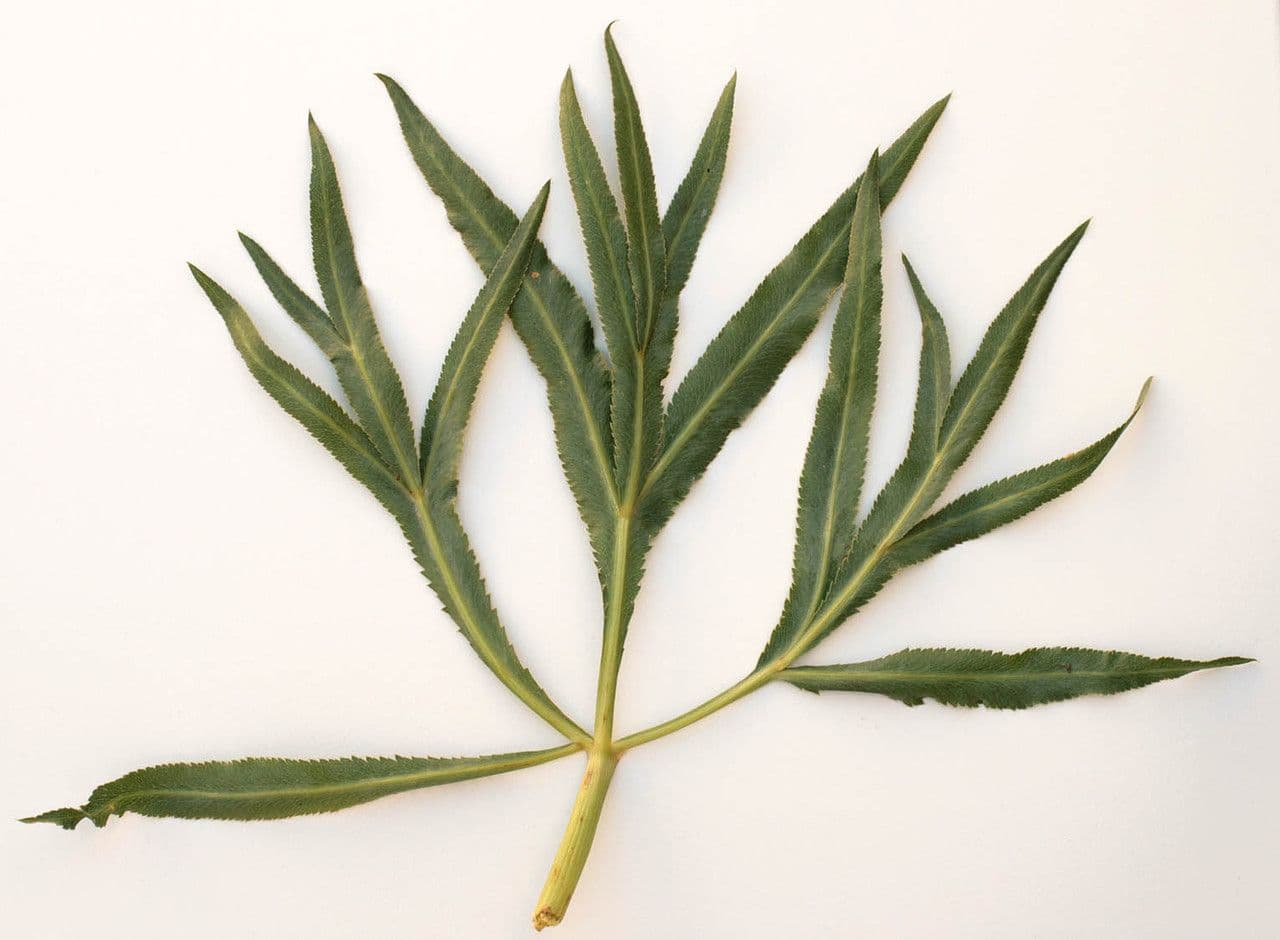 Falcaria 27
