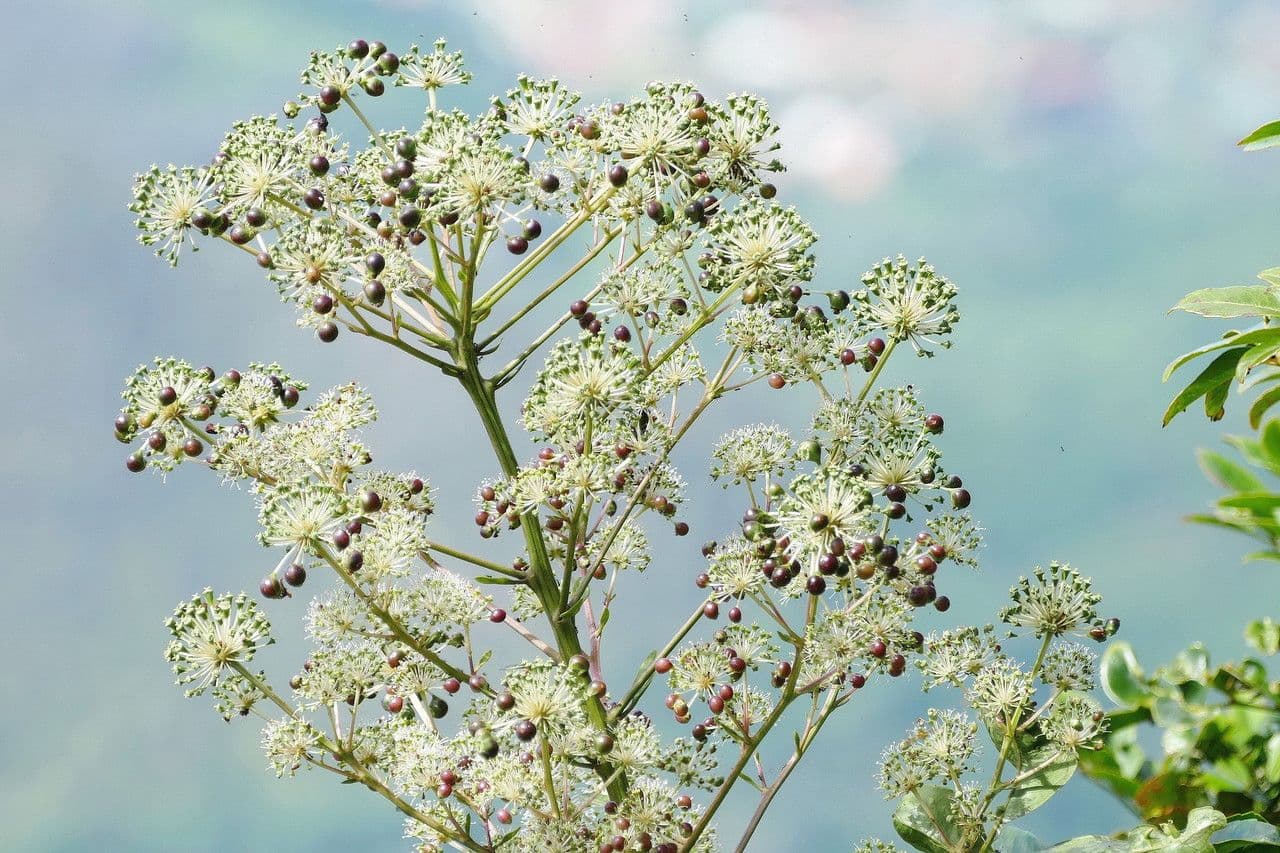 Myodocarpus 7