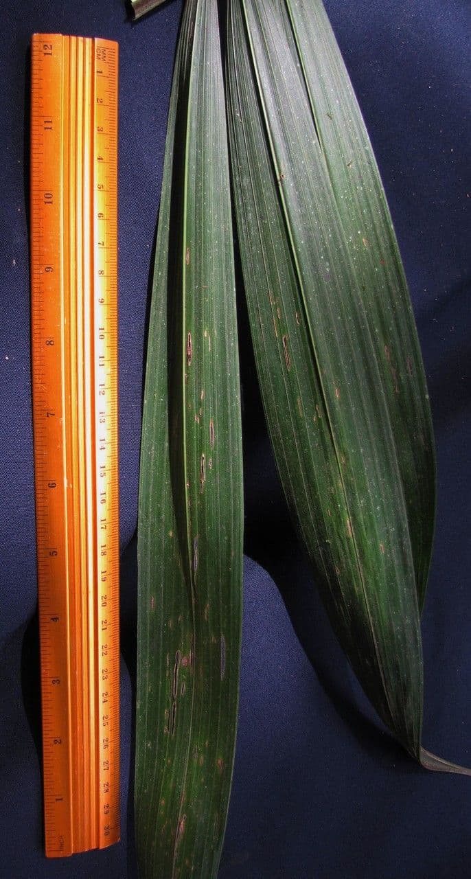 Bactris 9
