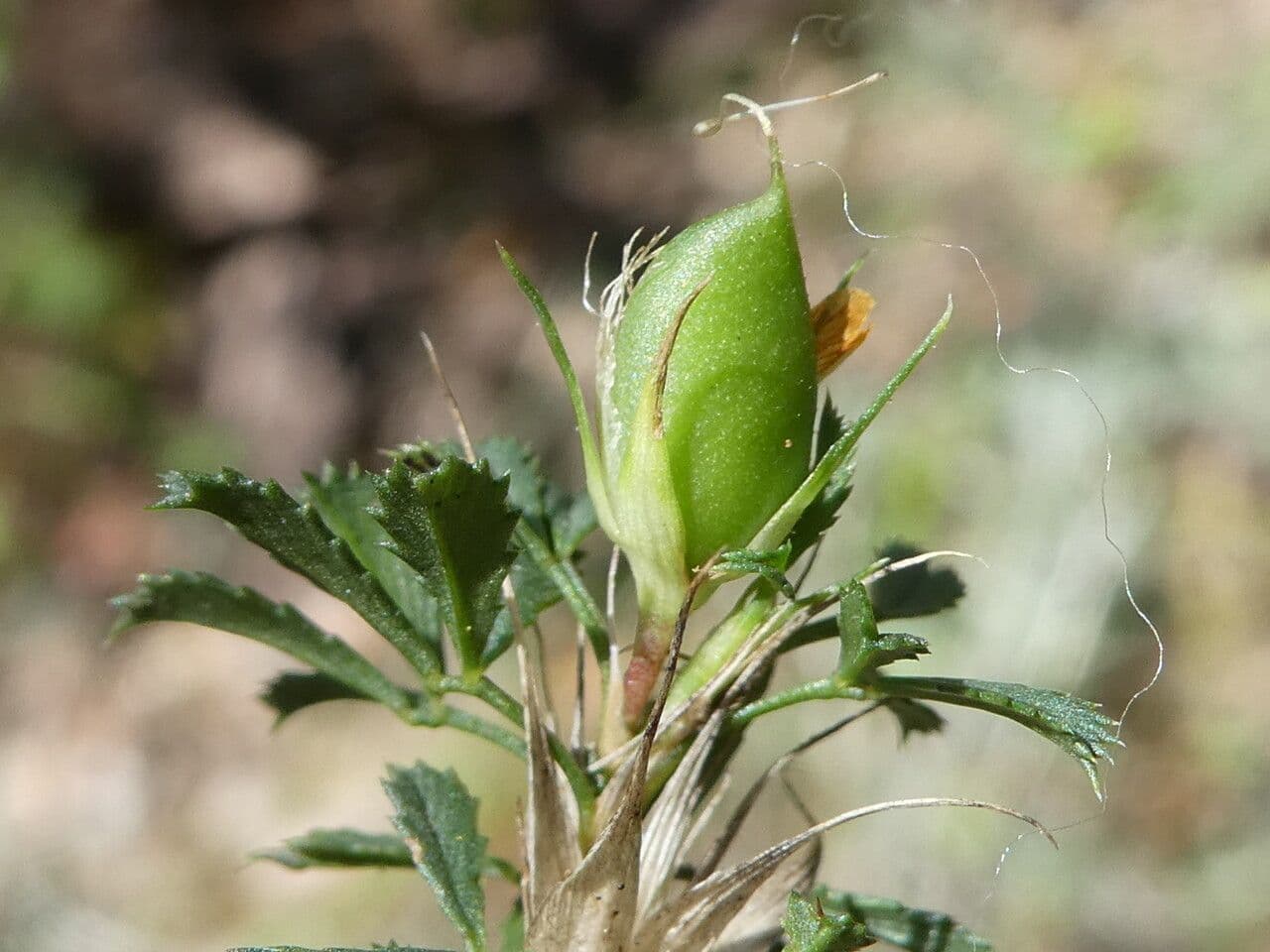 Asnallo 4