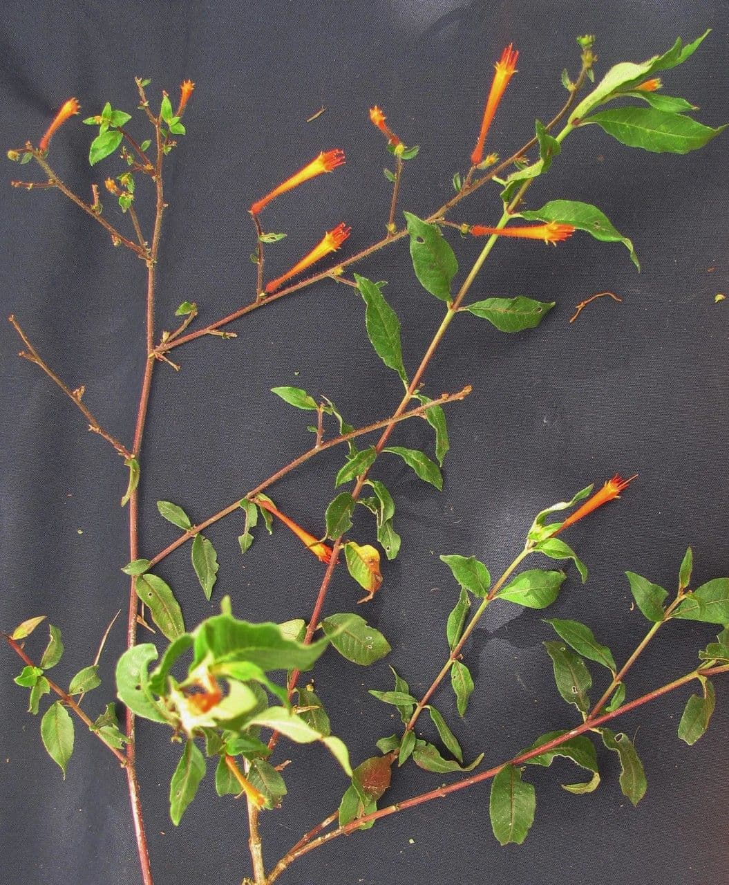 Cuphea appendiculata 14