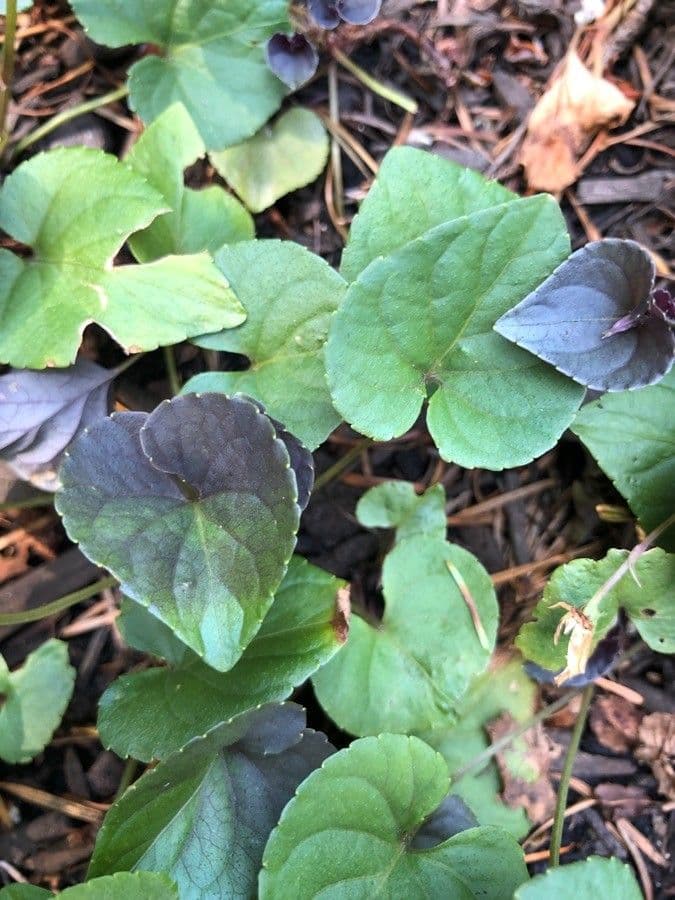 Viola del Labrador 13