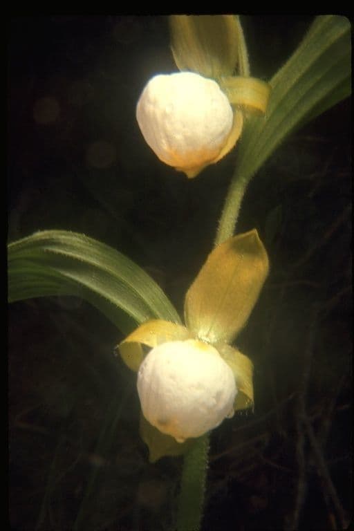 Cypripedium californicum 3