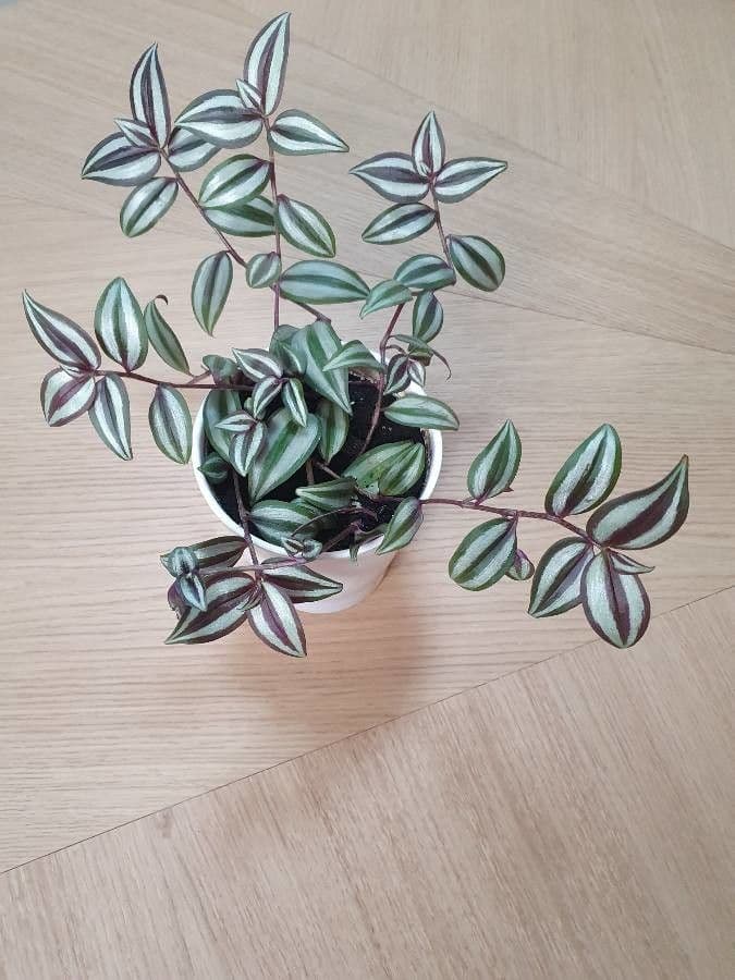 Tradescantia 12
