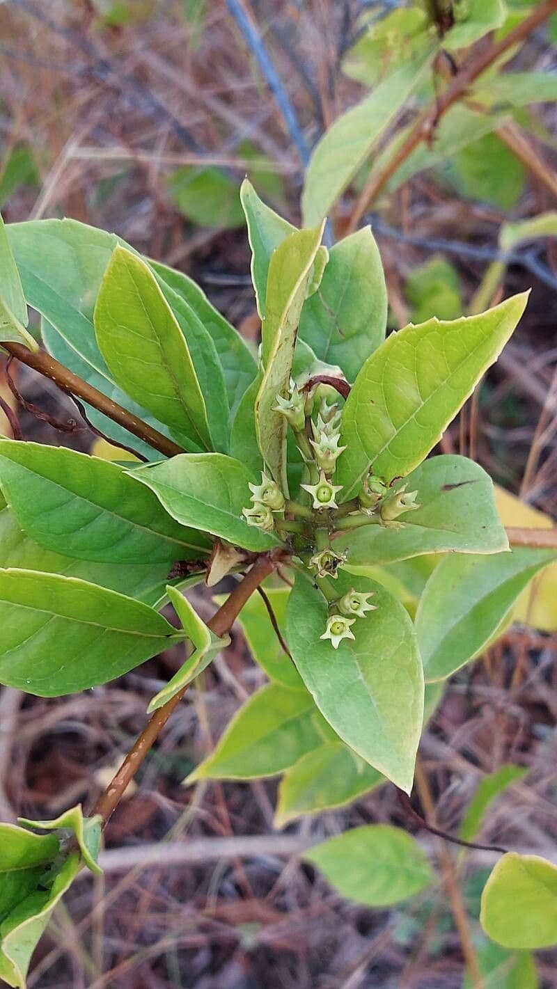 Rotheca 9