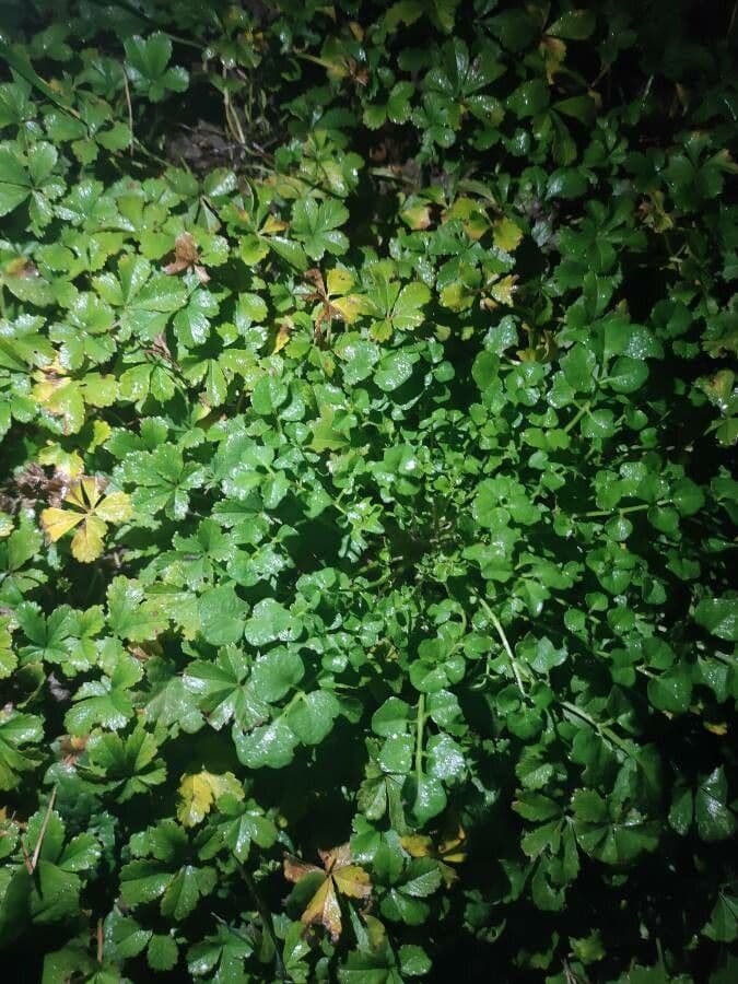 Coptis trifolié 15