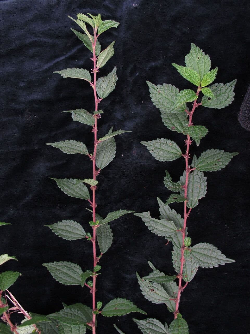 Boehmeria clidemioides