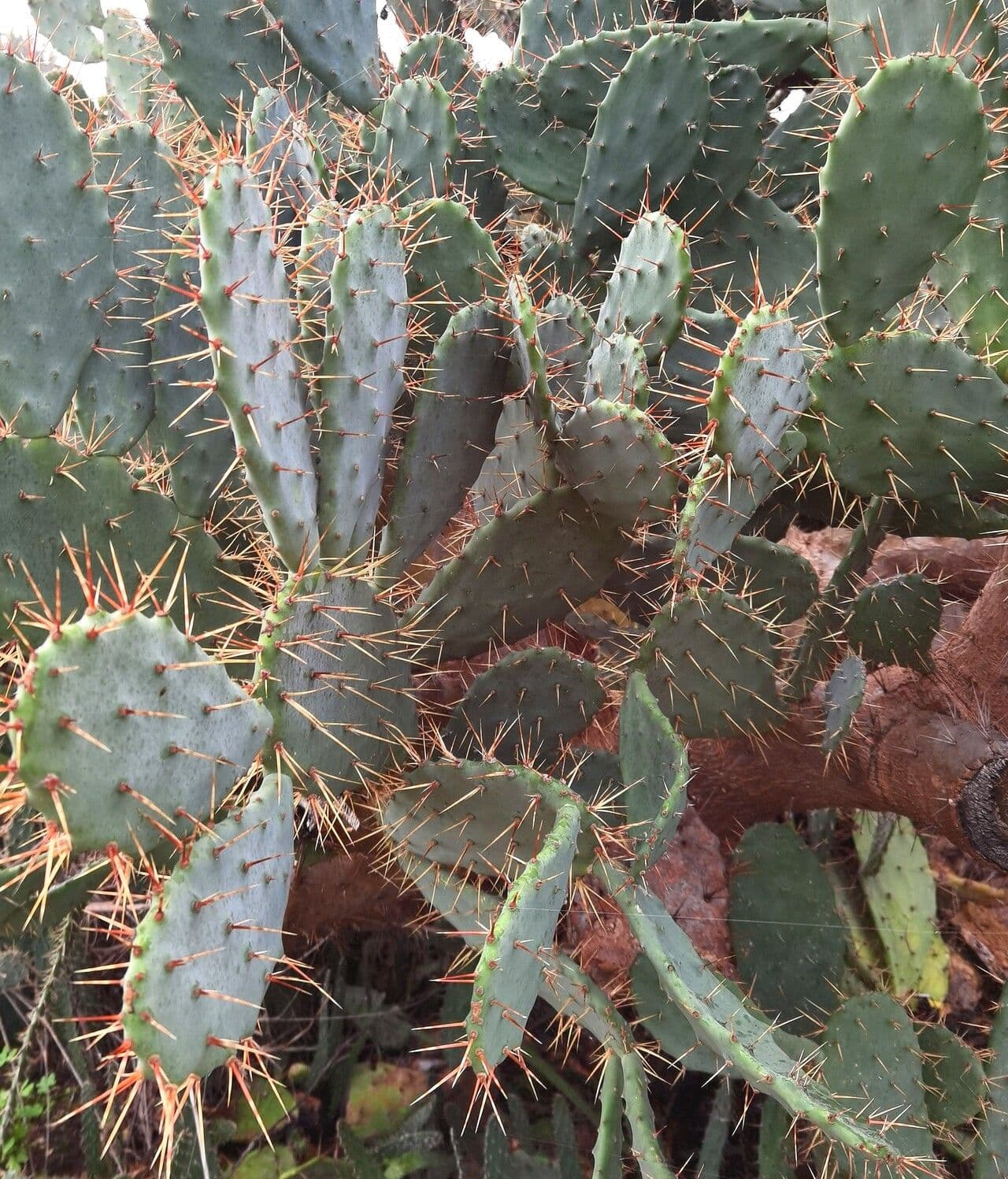 Opuntia alta 5