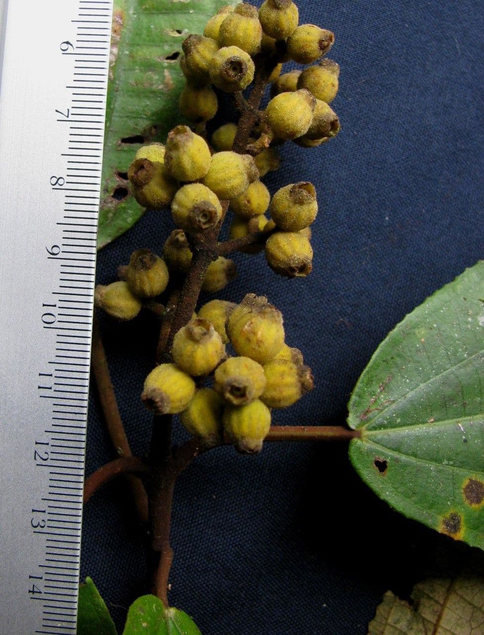 Miconia