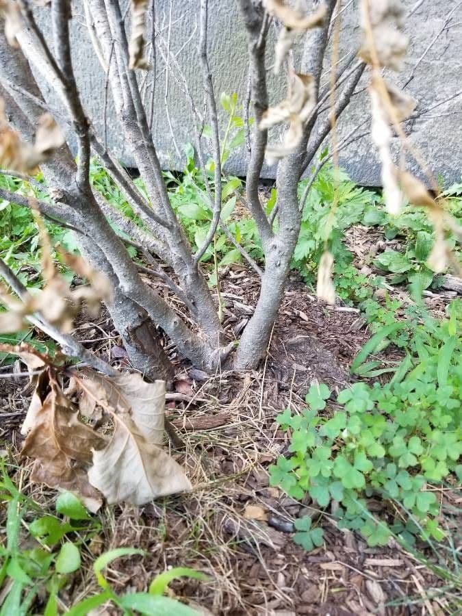 Ilex glabra 24