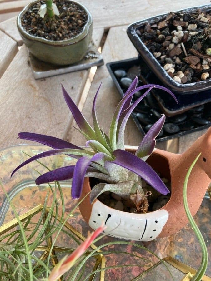 Tillandsia pancia 13
