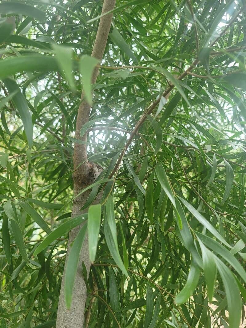 Acacia 7