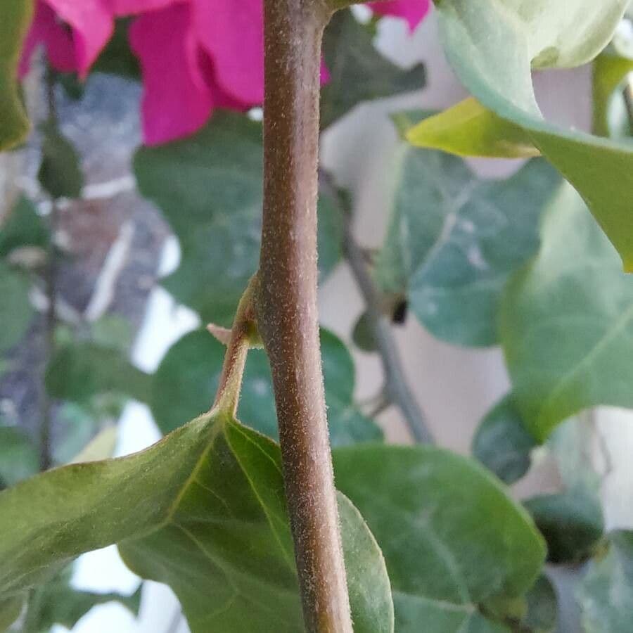 Bugenvilea 23
