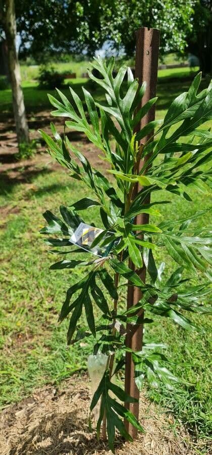 Grevillea