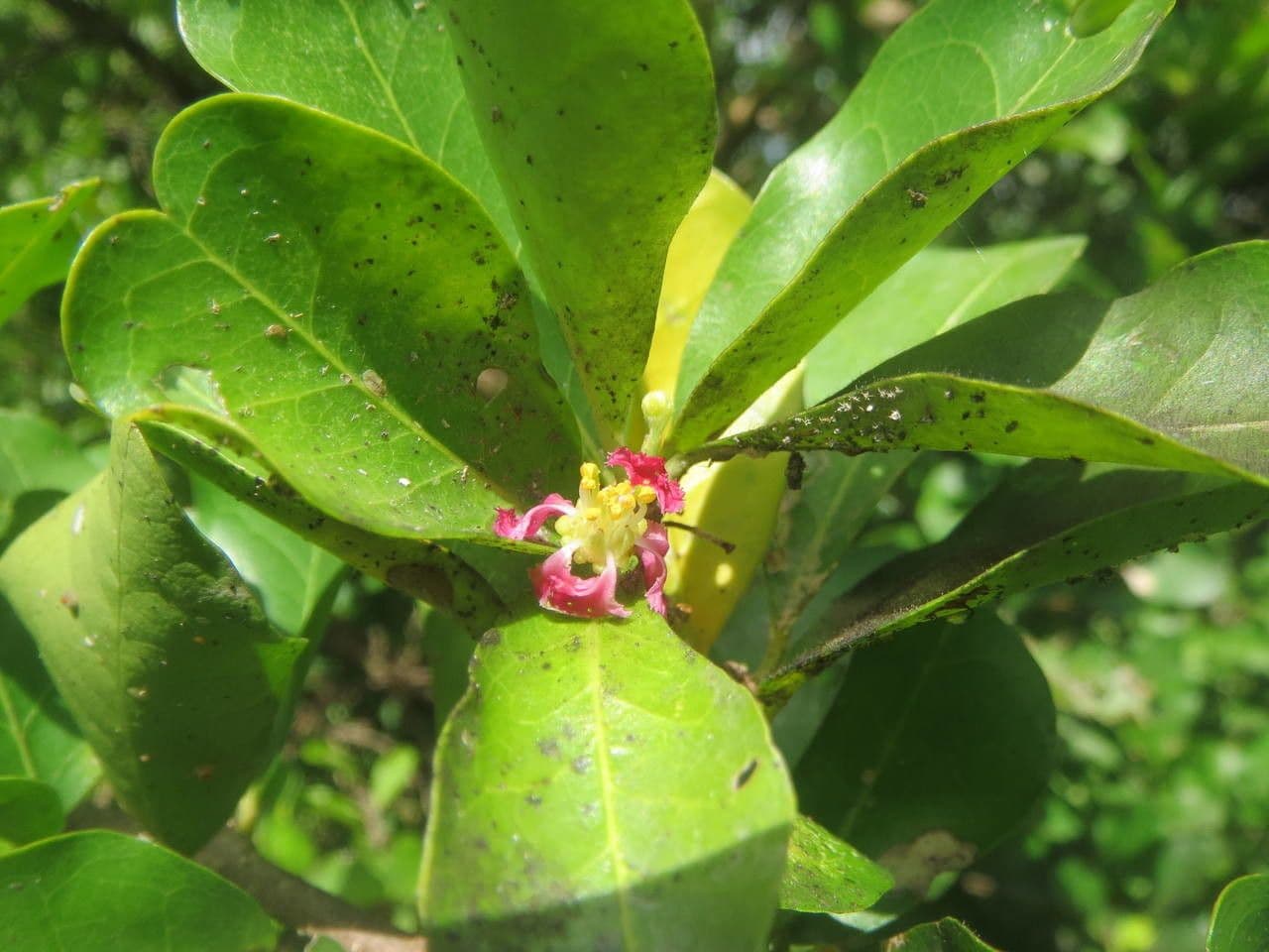 Ciliegio di Barbados 8