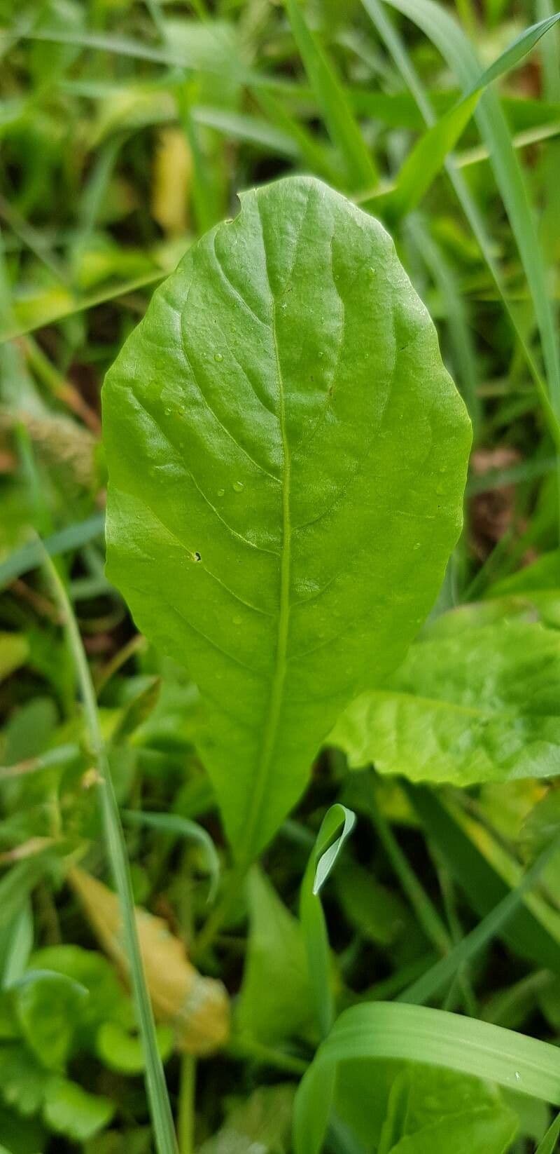 Willemetia stipitata 15