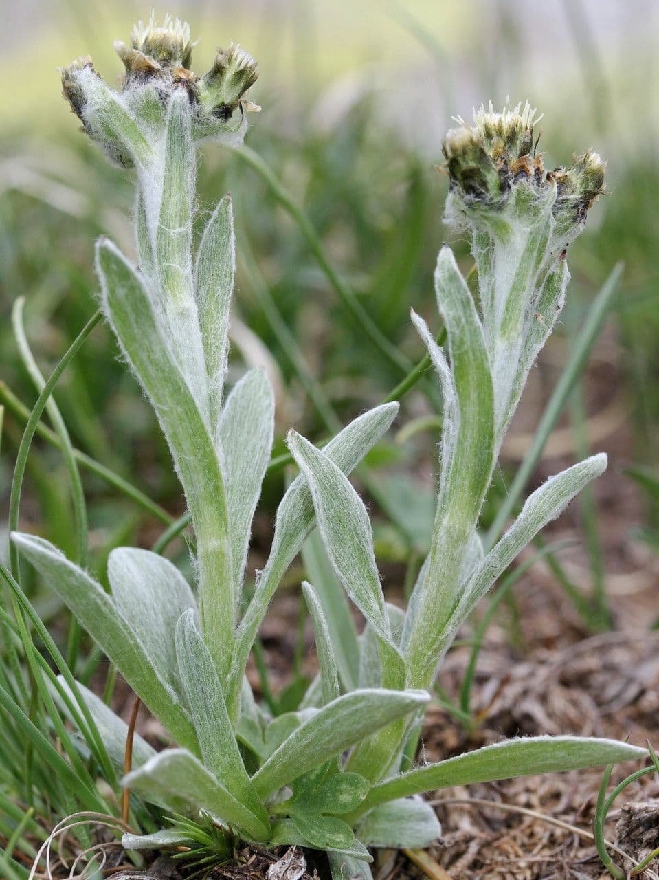 Gnaphalium nano 15