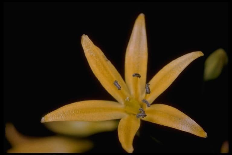 Triteleia 7