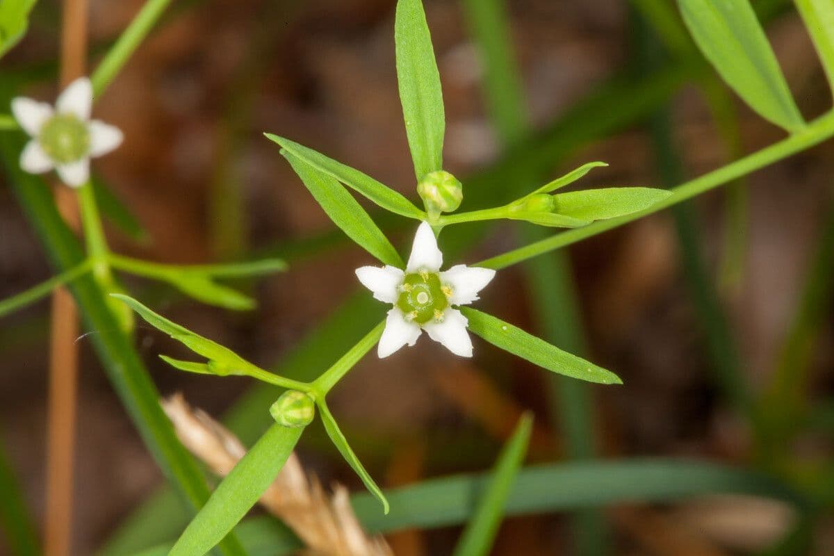 Thesium linofilo 10
