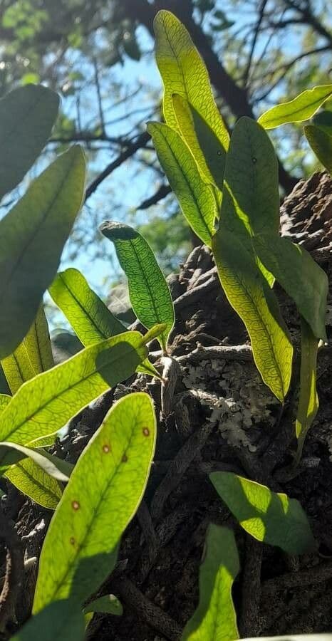 Mikrogramma 4