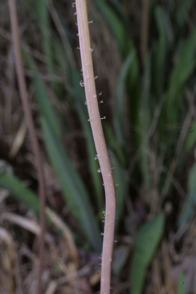 Krigia dandelion 18