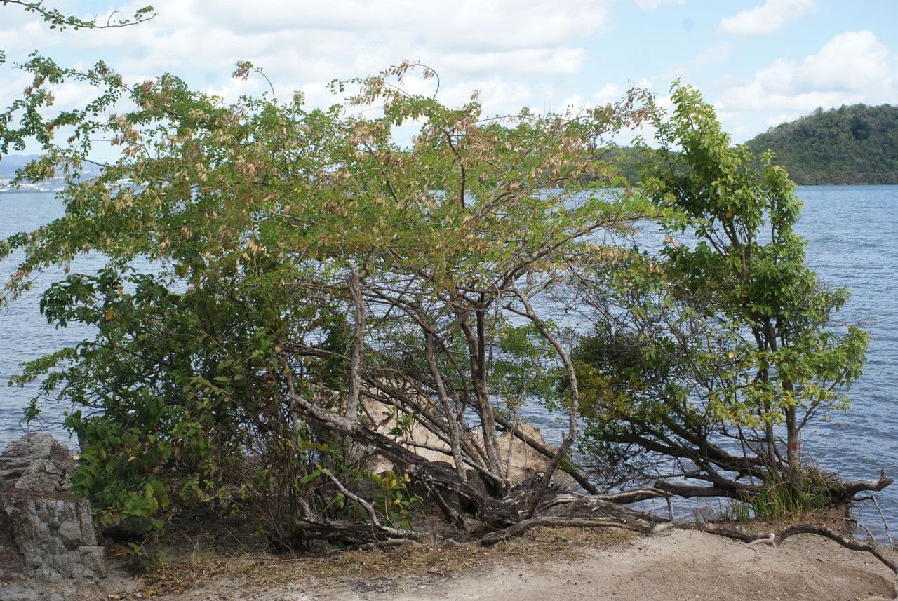 Bois de Campêche 12
