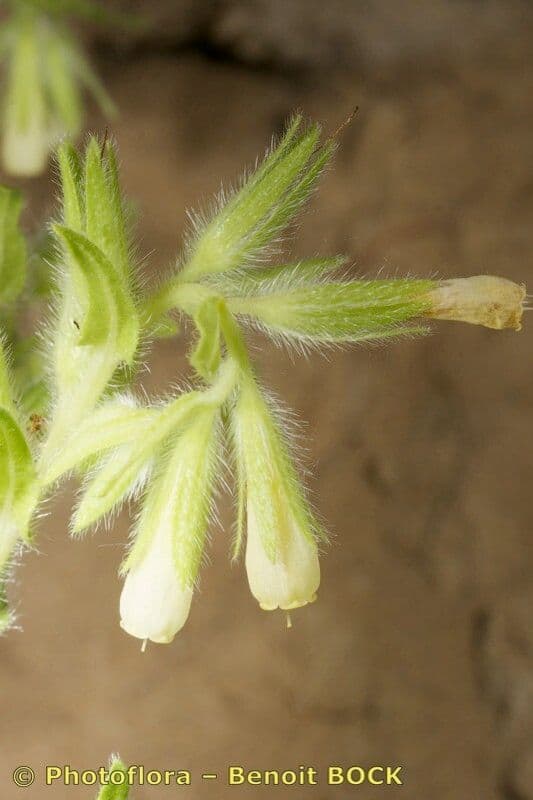 Onosma 17