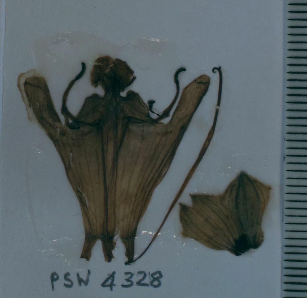 Salvia 21
