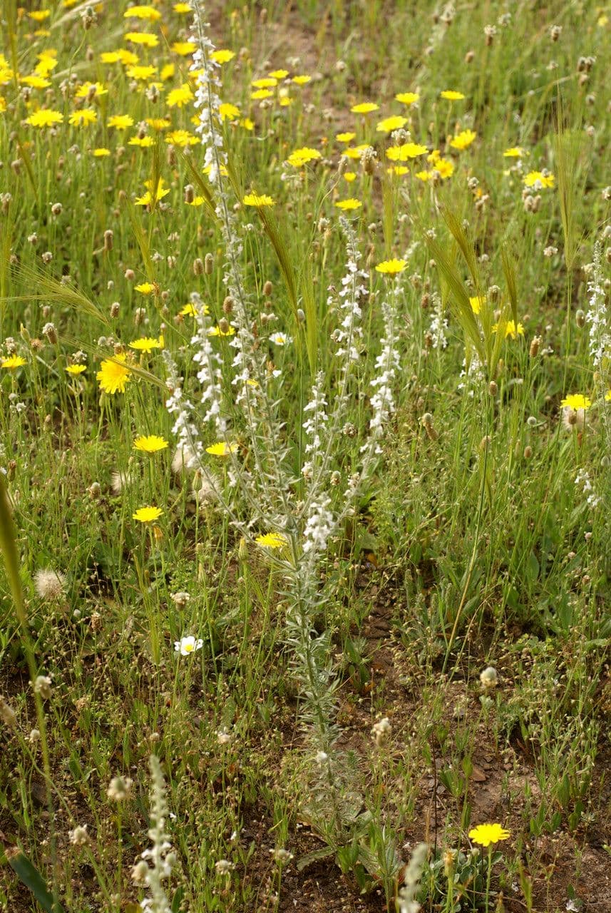 Anarrhinum 4