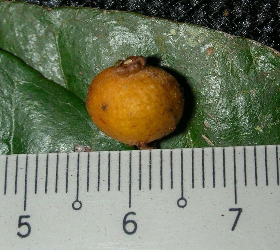 Myrcia 9