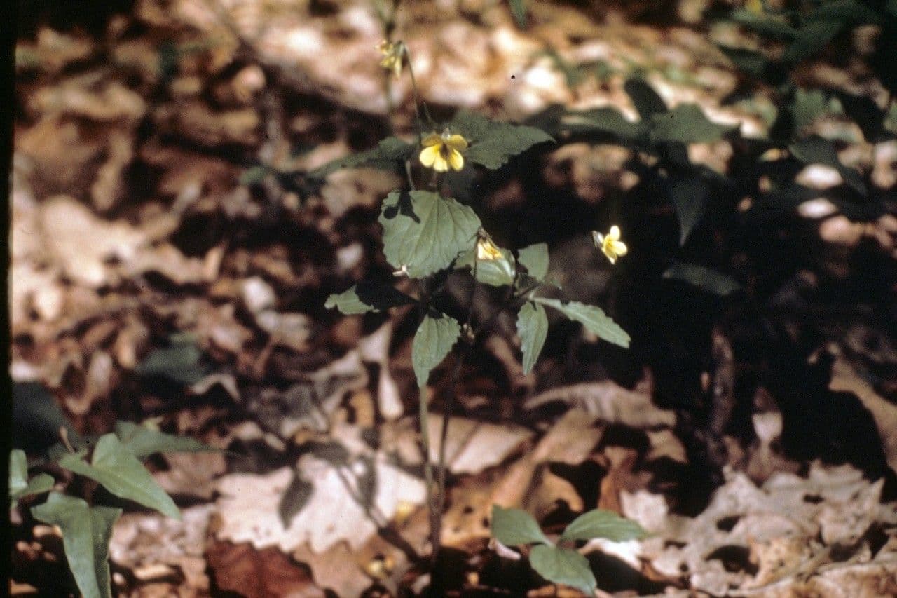 Viola tripartita 3