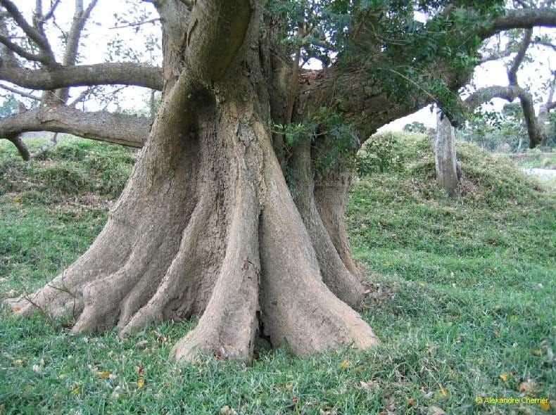 Erythrina bruna 22
