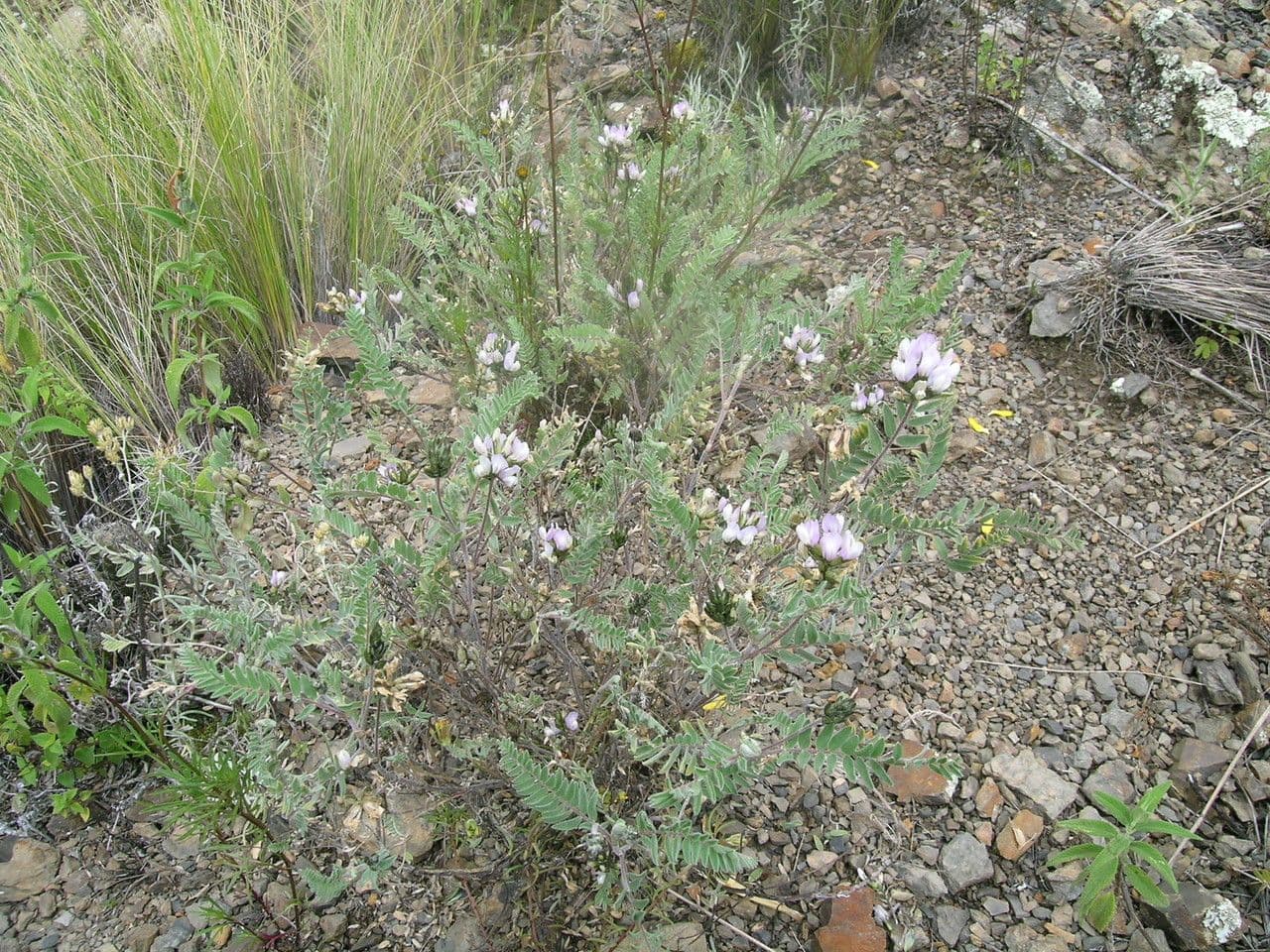 Astragalo