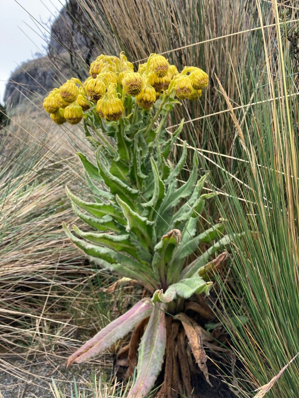 Senecio 6