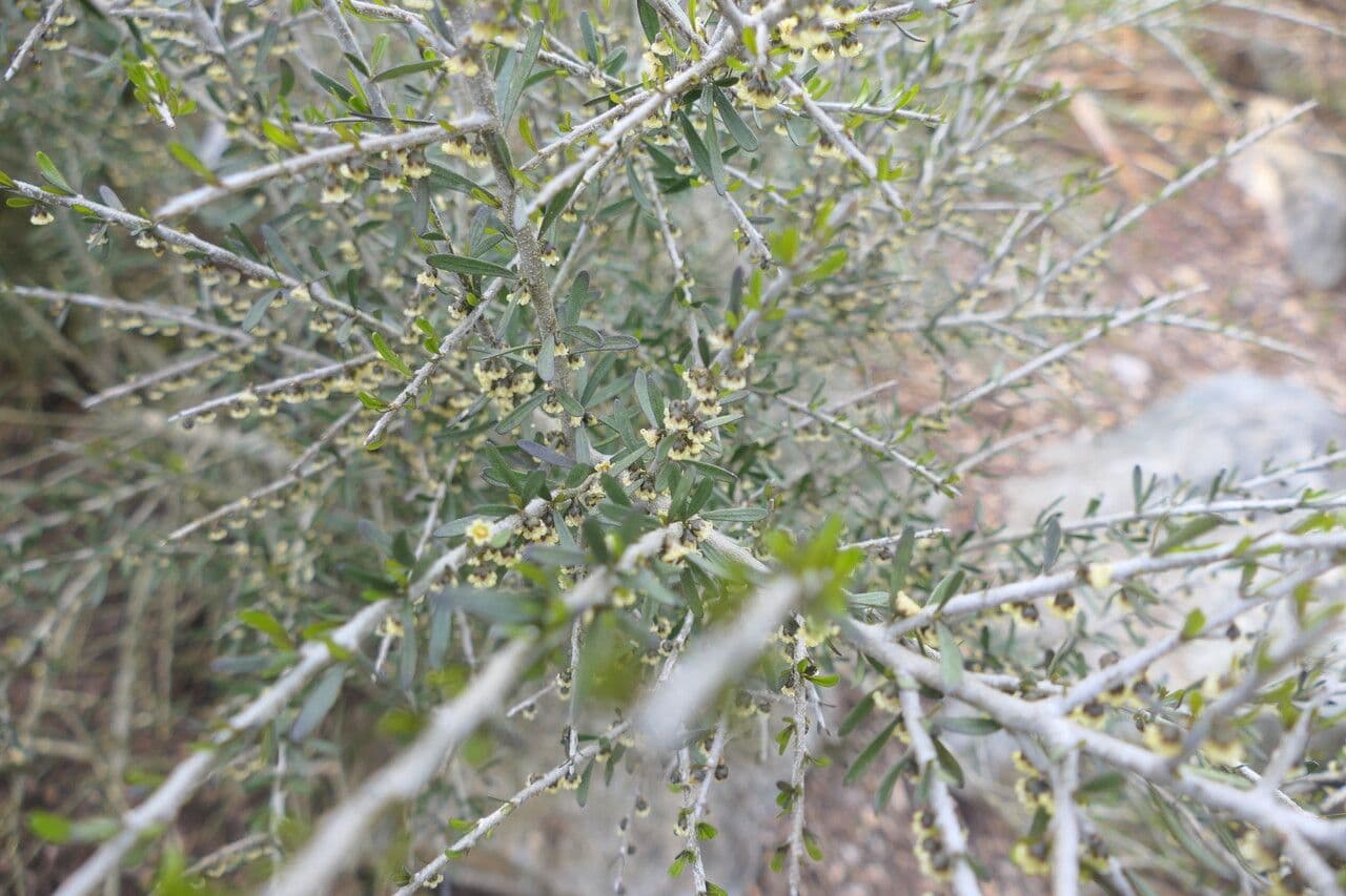 Melicytus 3