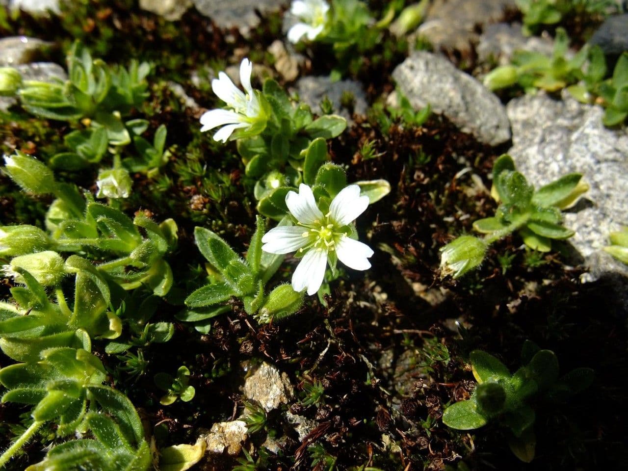Cerastium 10