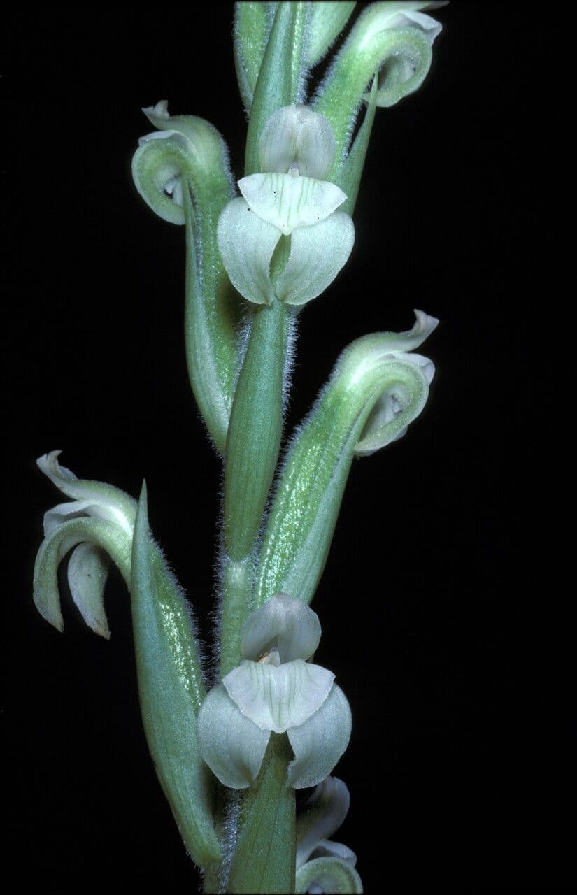Sarcoglottis 4