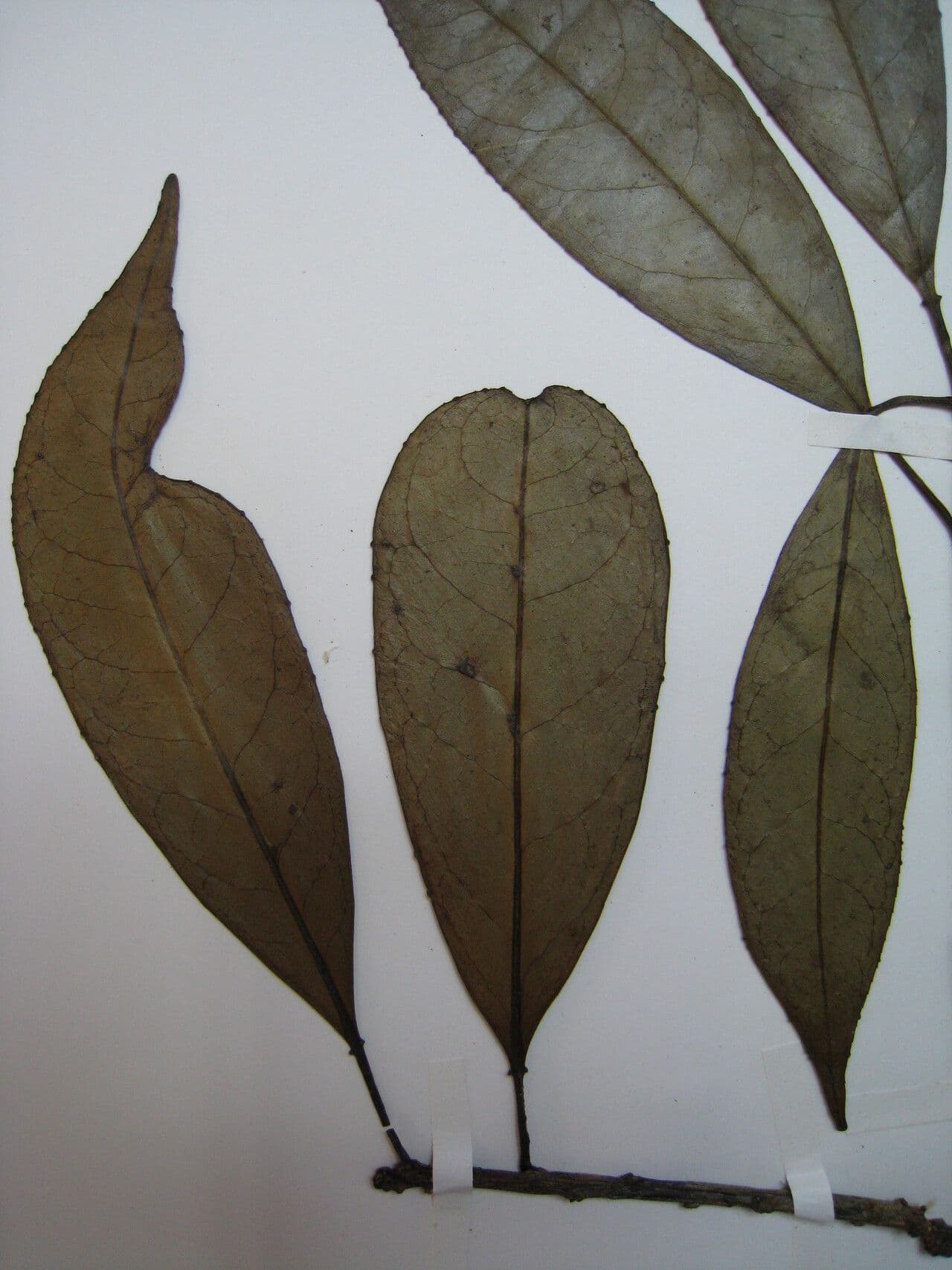 Eselbaum
