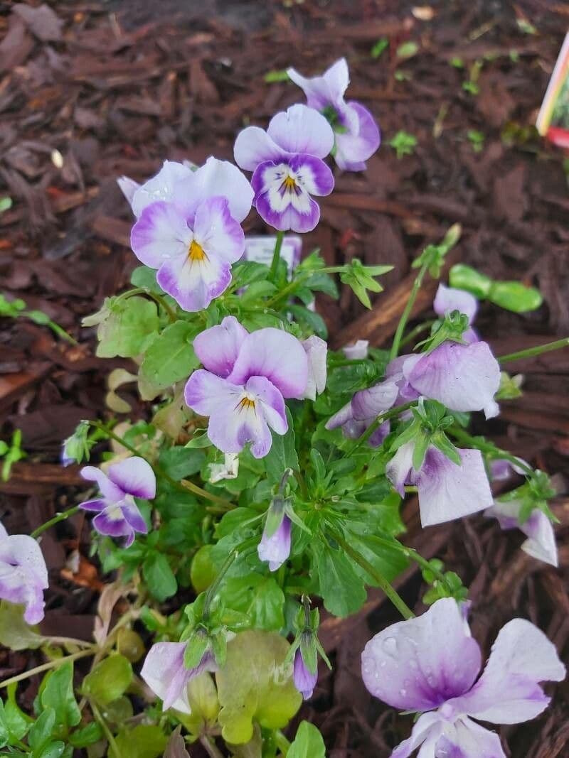 Bedding pansy 25